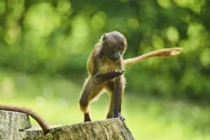 Gelada (Theropithecus gelada) youngster on an old tree trunk
