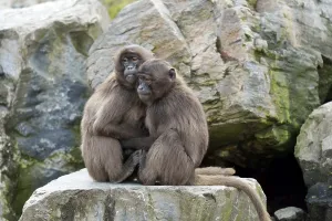 Geladas (Theropithecus gelada)