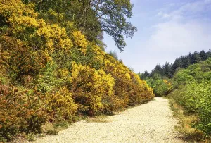 Gelbe Bluete des Gemeinen Stechginsters Ulex europaeus am Wanderweg, Harpford Woods, Sidmouth, Devon, England, UKMai 1973