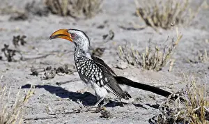 Gelbschnabeltoko, Central Kalahari Game Reserve