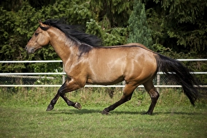 Gelding, Solid Paint Horse, Solid Buckskin