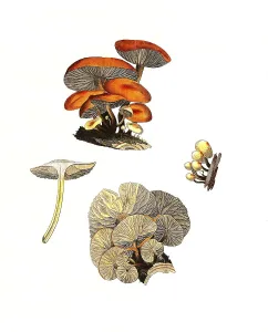 Gemeine Samtfussruebling, Syn. : Collybia velutipes