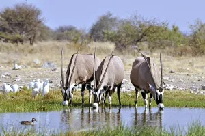 Gemsbok drinking at a waterhole in the Etosha National Park