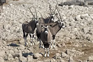 Gemsbok or Gemsbuck (Oryx gazella) in Etosha National Park