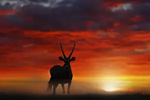 Gemsbok with orange sand dune evening sunset