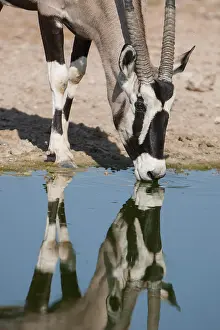 Gemsbok (Oryx gazella) drinking at a waterhole