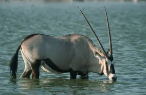 Gemsbok (Oryx gazella), Etosha national park