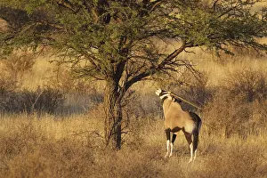 Gemsbok (Oryx gazella), feeding on the leaves of a camelthorn tree (Acacia erioloba)