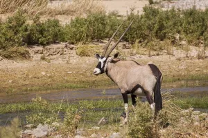 Gemsbok (Oryx gazella), Kaokoland, Namibia, Africa