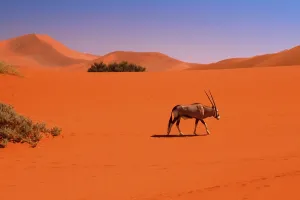 Gemsbok (Oryx gazella), Namib desert, Namibia