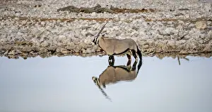 Gemsbok (Oryx gazella), oryx standing in the water