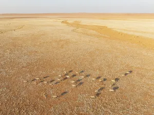 Gemsbok (Oryx gazella). Roaming an arid plain at the edge of the Namib Desert