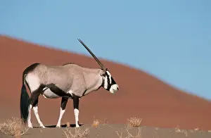 Gemsbok (Oryx gazella), Sossusvlei