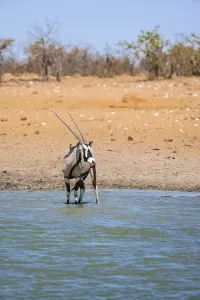 Gemsbok (Oryx gazella) standing in the water