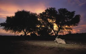 Gemsbok (Oryx gazella), at sunset