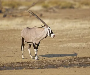 Gemsbok (Oryx gazella) at waterhole