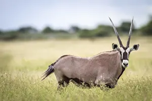 Gemsbok standing in high grass in the Central Khalahari