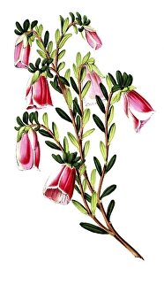 Genetyllis macrostegia, Darwinia macrostegia, a flowering plant species from the Myrtaceae family, native to the south-west of Western Australia, plant and flower, digitally reworked reproduction of an original from the 19th century
