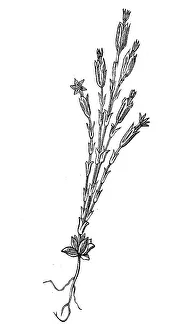 Gentiana utriculosa, illustration from 1890