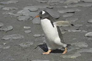 Gentoo penguin on the beach of South Georgia