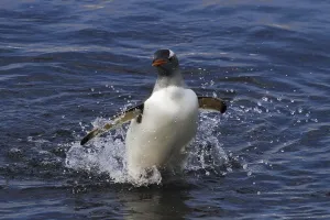 A gentoo penguin comes out of the Antarctic sea