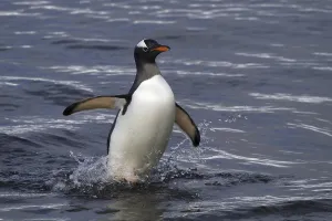 A gentoo penguin comes out of the Antarctic sea