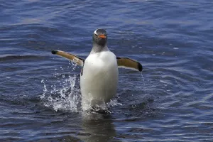 A gentoo penguin comes out of the Antarctic sea