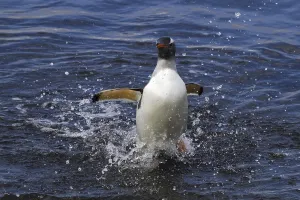 A gentoo penguin comes out of the Antarctic sea