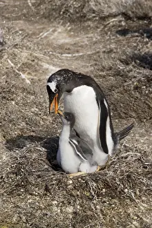 Gentoo penguin, Gentoo penguin