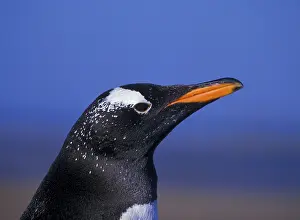 Gentoo Penguin, Gentoo Penguin