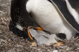 Gentoo penguin, Gentoo penguins (Pygoscelis papua)