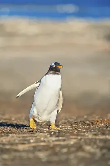 Gentoo Penguin (Pygocelis papua papua) walking