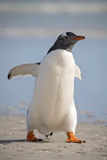 Gentoo penguin (Pygoscelis papua)