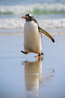 Gentoo penguin (Pygoscelis papua)