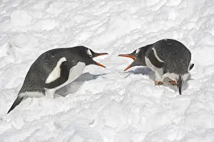Gentoo Penguin (Pygoscelis papua)