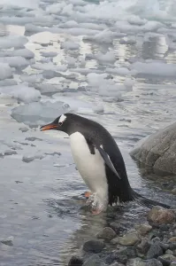 Gentoo penguin (Pygoscelis papua)