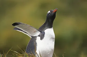 GENTOO PENGUIN (pygoscelis papua)