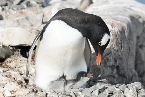 Gentoo Penguin (Pygoscelis papua)