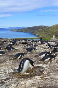 Gentoo penguin (Pygoscelis papua)