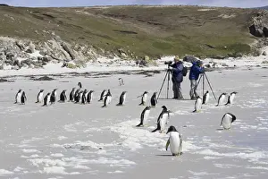 Gentoo Penguin (Pygoscelis papua)