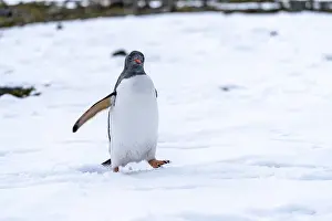 Gentoo penguin (Pygoscelis papua)