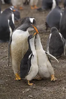 Gentoo penguin (Pygoscelis papua) adult