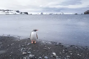 Gentoo Penguin (Pygoscelis papua), Antarctica