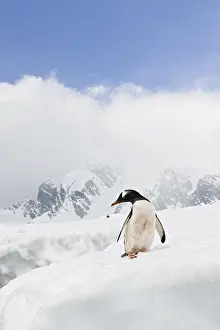 Gentoo Penguin (Pygoscelis papua), Antarctica