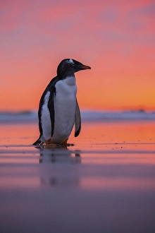 Gentoo penguin (Pygoscelis papua) on the beach at dawn
