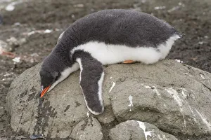 Gentoo Penguin (Pygoscelis papua) chick in downy feathers