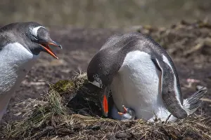 Gentoo Penguin (Pygoscelis papua) with chick at nest