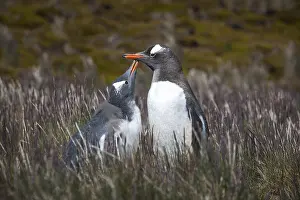 Gentoo Penguin (Pygoscelis papua) feeding young