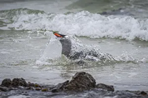 A gentoo penguin (Pygoscelis papua) landing on a beach