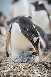 Gentoo penguin (Pygoscelis papua) on a nest with two chicks